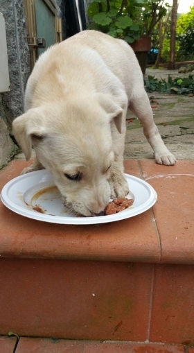 Cucciola Tiziana - cani orfanelli