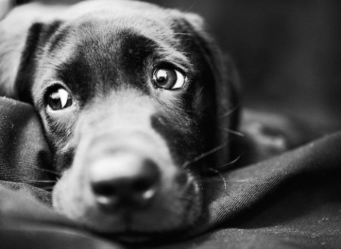 IL CANE DI STRADA - cani orfanelli